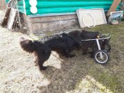 Превью фото № 246697