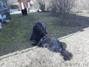 Превью фото № 246700