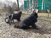 Превью фото № 246706