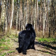 Превью фото № 246718