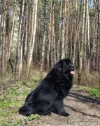 Превью фото № 246719