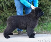 Превью фото № 246736