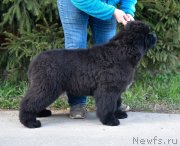 Превью фото № 246737