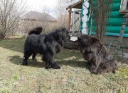 Превью фото № 246748