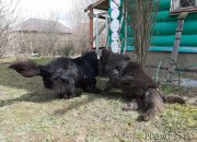 Превью фото № 246751