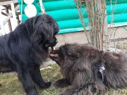 Превью фото № 246755