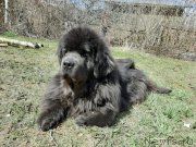 Превью фото № 246759