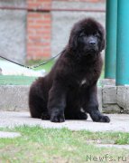 Превью фото № 246781