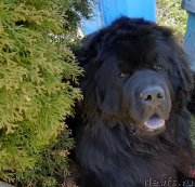 Превью фото № 246799