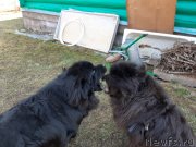 Превью фото № 246805