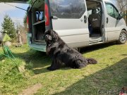 Превью фото № 246831