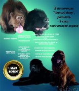 Превью фото № 246837