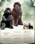 Превью фото № 246850