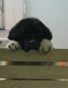 Превью фото № 246869