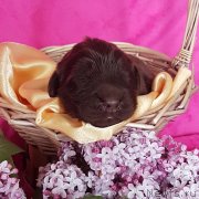 Превью фото № 246872