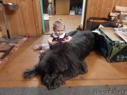 Превью фото № 246879