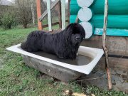 Превью фото № 246885