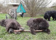 Превью фото № 246886