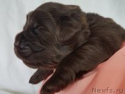 Превью фото № 246924