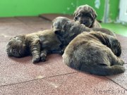 Превью фото № 246940