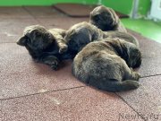 Превью фото № 246941