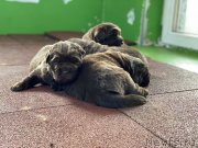 Превью фото № 246942