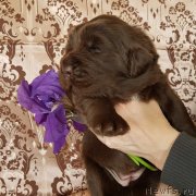 Превью фото № 246946