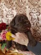 Превью фото № 246948