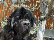 Превью фото № 246949