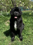 Превью фото № 246955