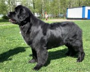 Превью фото № 246956