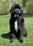 Превью фото № 246957