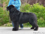 Превью фото № 246967