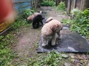 Превью фото № 246972