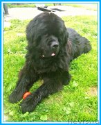 Превью фото № 246982