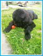 Превью фото № 246985