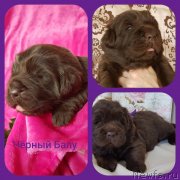 Превью фото № 246991