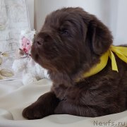 Превью фото № 246996