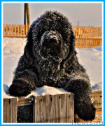 Превью фото № 247004