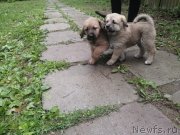 Превью фото № 247011