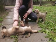 Превью фото № 247012