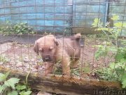 Превью фото № 247013