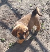 Превью фото № 247022