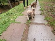 Превью фото № 247023