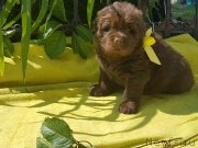 Превью фото № 247034