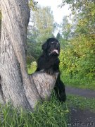 Превью фото № 247037