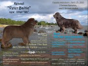 Превью фото № 247042