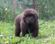 Превью фото № 247044