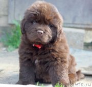 Превью фото № 247047