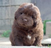 Превью фото № 247050